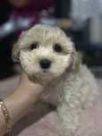 TYLKO DZISIAJ 1500 piesek maltipoo