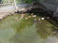 Sprzedam call duck