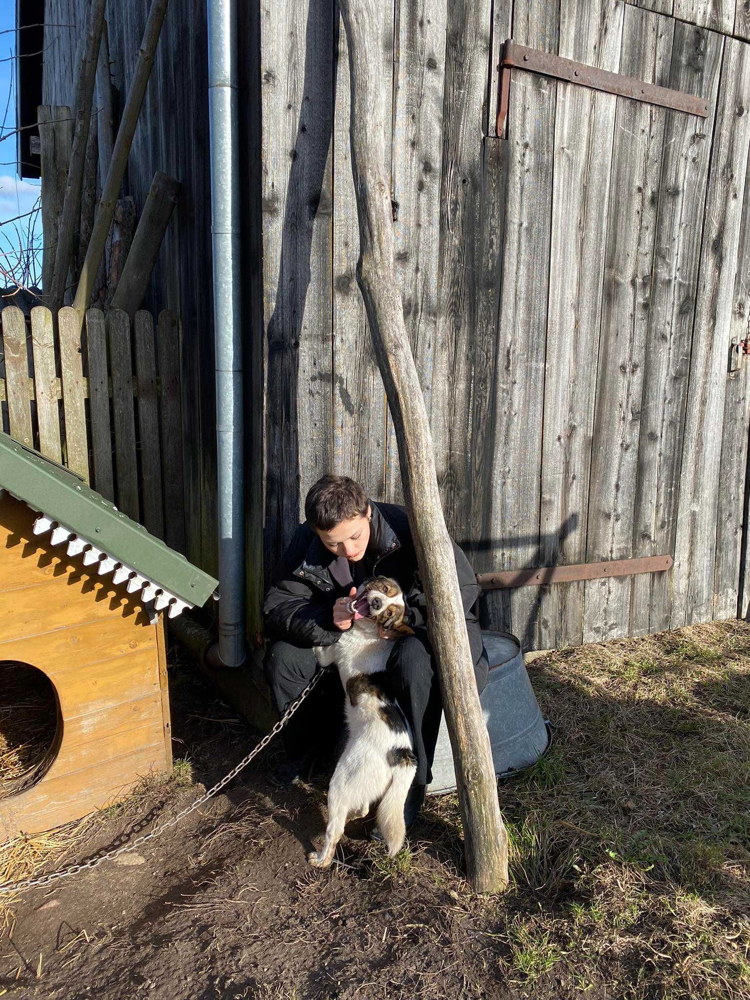 MŁODY PIESEK szuka domu!