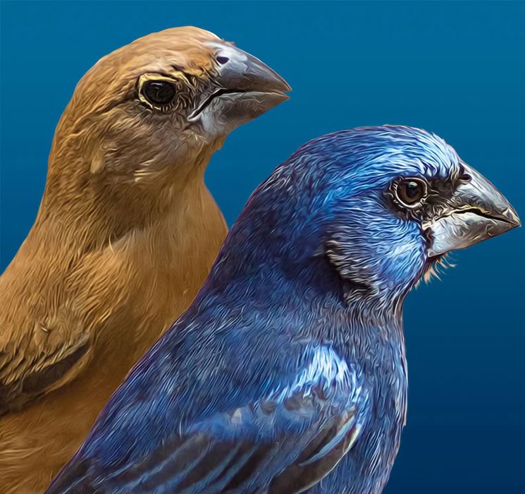 Azulao da Amazónia Casal adulto