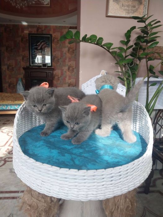 Котята шотландцы