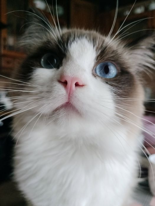 Sprzedam kota rasy Ragdoll