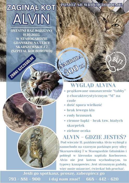 Zaginął kot typu tabby w Starogardzie Gdańskim