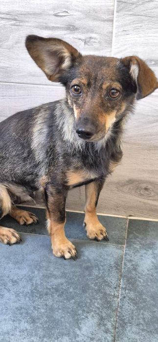 Suczka około 3 lata