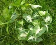 Syngonium Arrow, zroślicha, 25 cm wysokość
