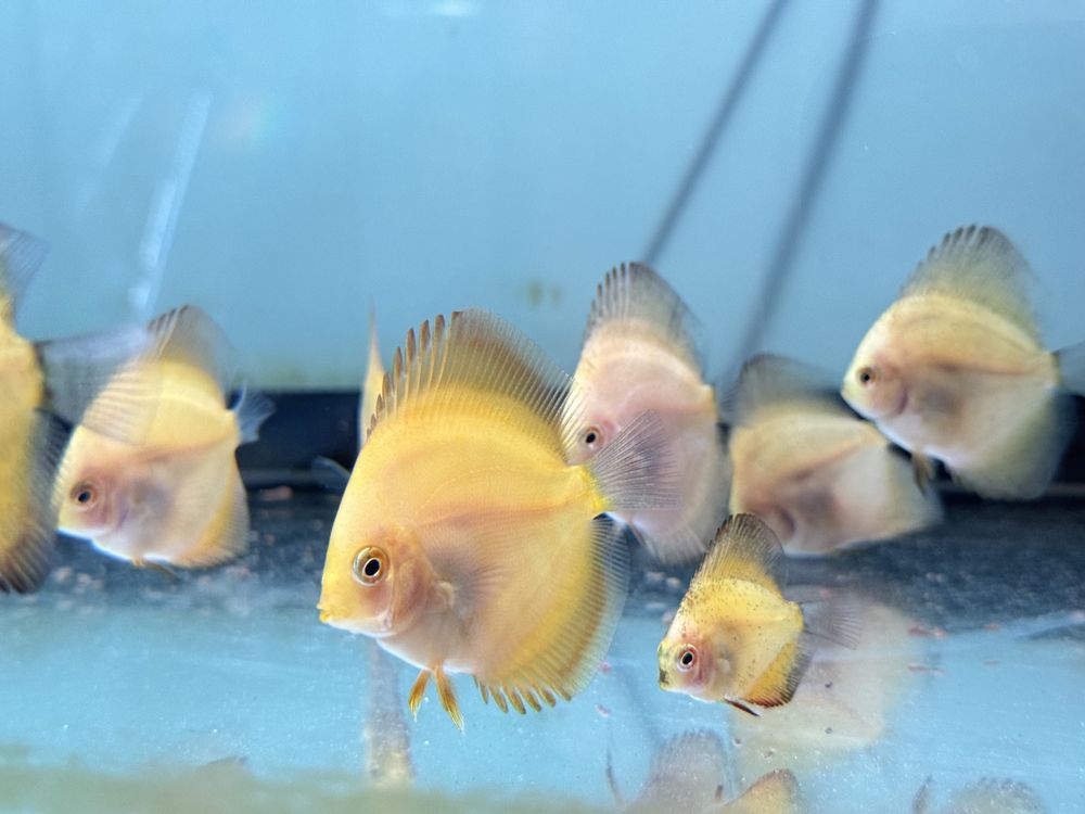 Discus juvenis (5-7cm) “Melon Orange”