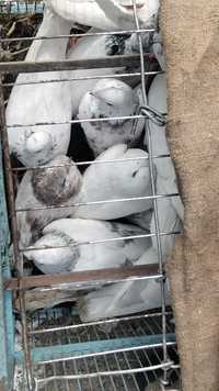 Продам голубів Почтарів