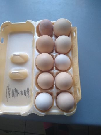 Jajka kurze lęgowe