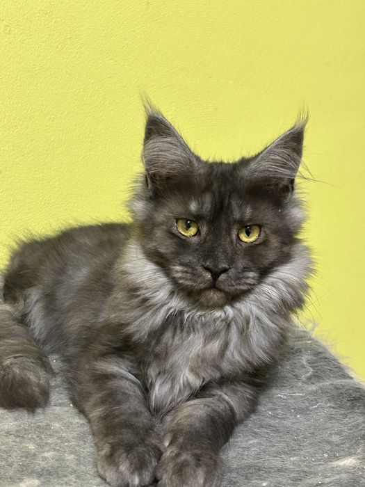 Cleo piekna kotka czarna dymna Maine Coon.Zapraszamy