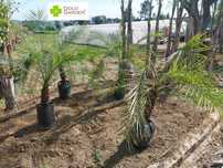 Escolha já a sua palmeira! Jardim / Plantas / Árvores