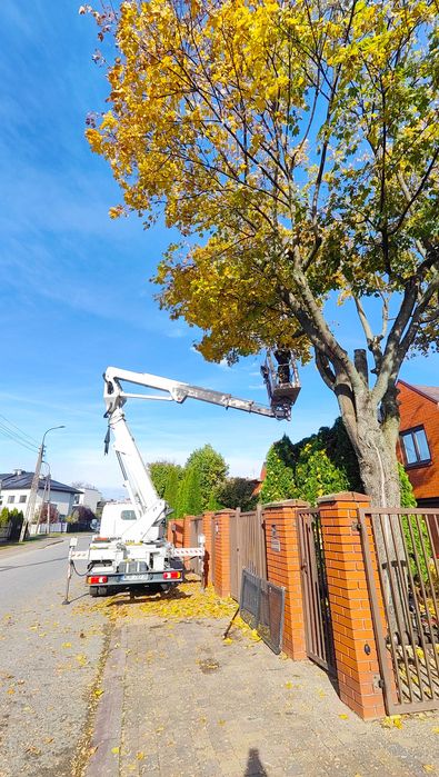 Wycinka drzew usługi podnośnikiem #Mazowieckie#Warszawa