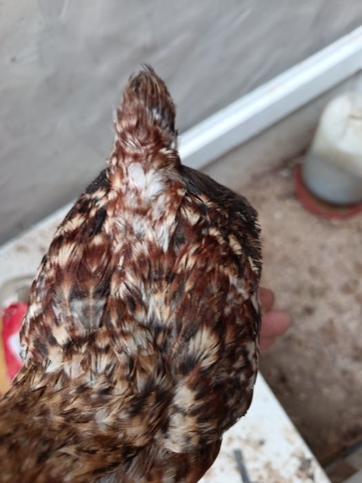 Vendo   fracas brancas  / cocós / coquichas / garnizes novas / gansos