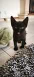 Gatinhos fofos para adoção