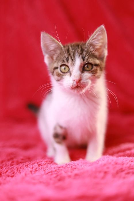 Mały kociak rozgląda się za swoim człowiekiem