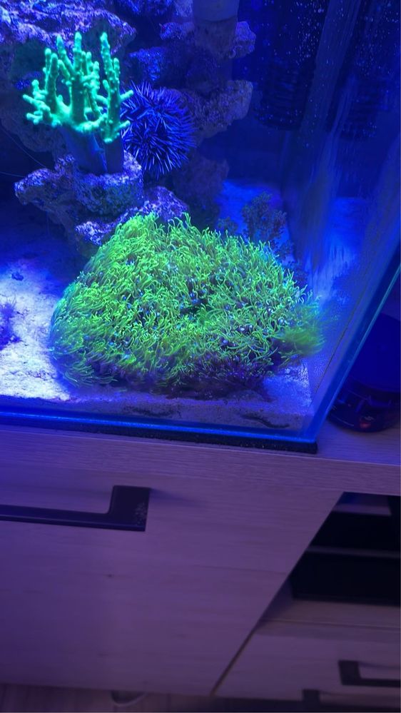 Koralowiec briareum fluo