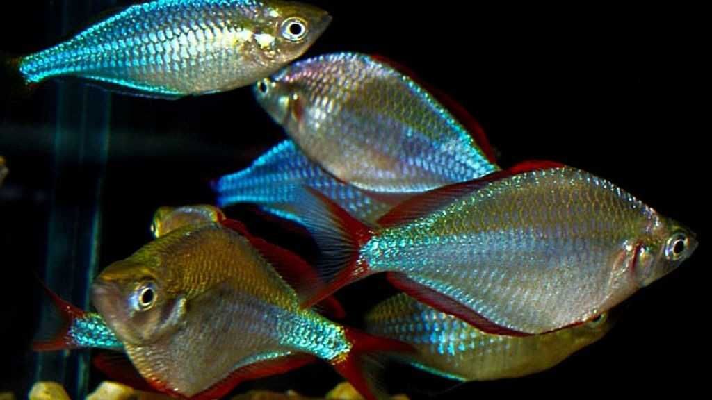 Tęczanka neonowa - Melanotaenia praecox - dowóz, wysyłka