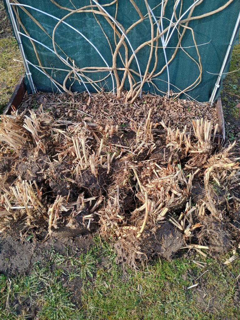 Miskant olbrzymi, miskant giganteus, rośliny na żywopłot
