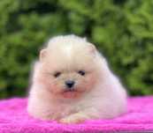 Szpic miniaturowy-pomeranian,kremowa dziewczynka