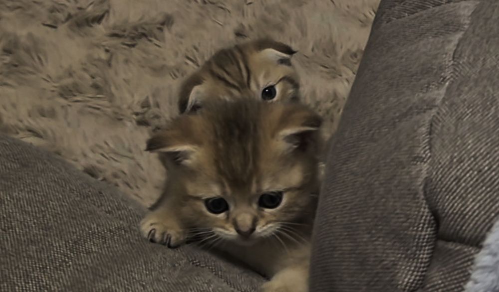 Висловухі та прямоухі шотландські кошенята, хлопчик та 3 дівчинки