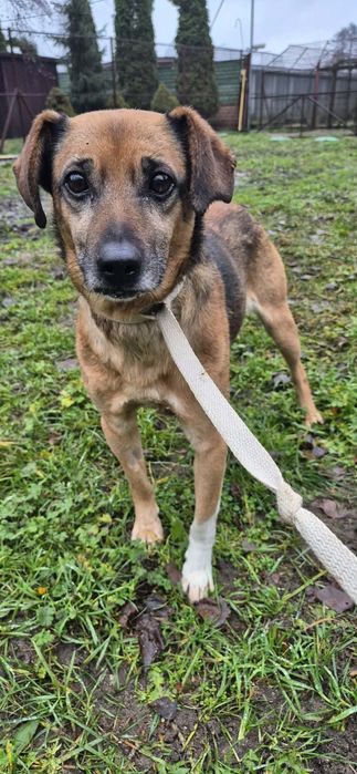 Cudowny pies szuka cudownego domu