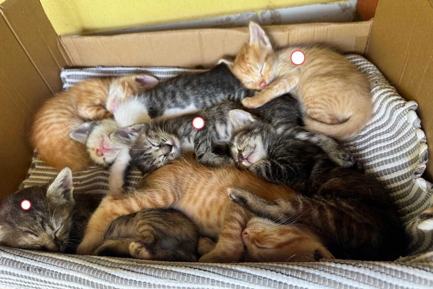 URGENTE Gatinhas para dar - Pocariça MACEIRA
