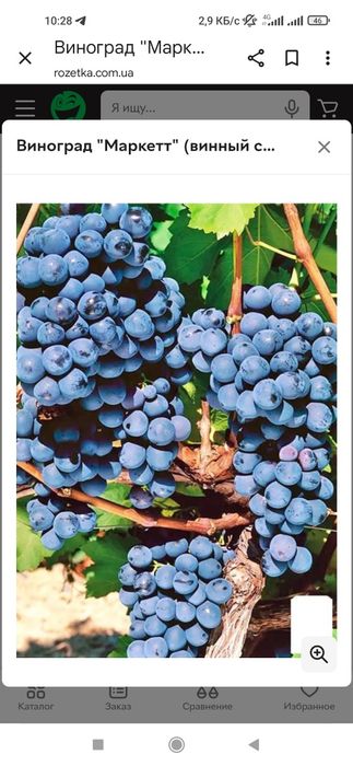 Бесплатно отдам виноград