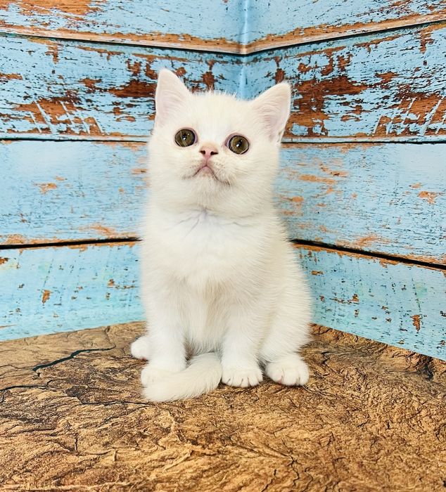 Біла кіше шотландської