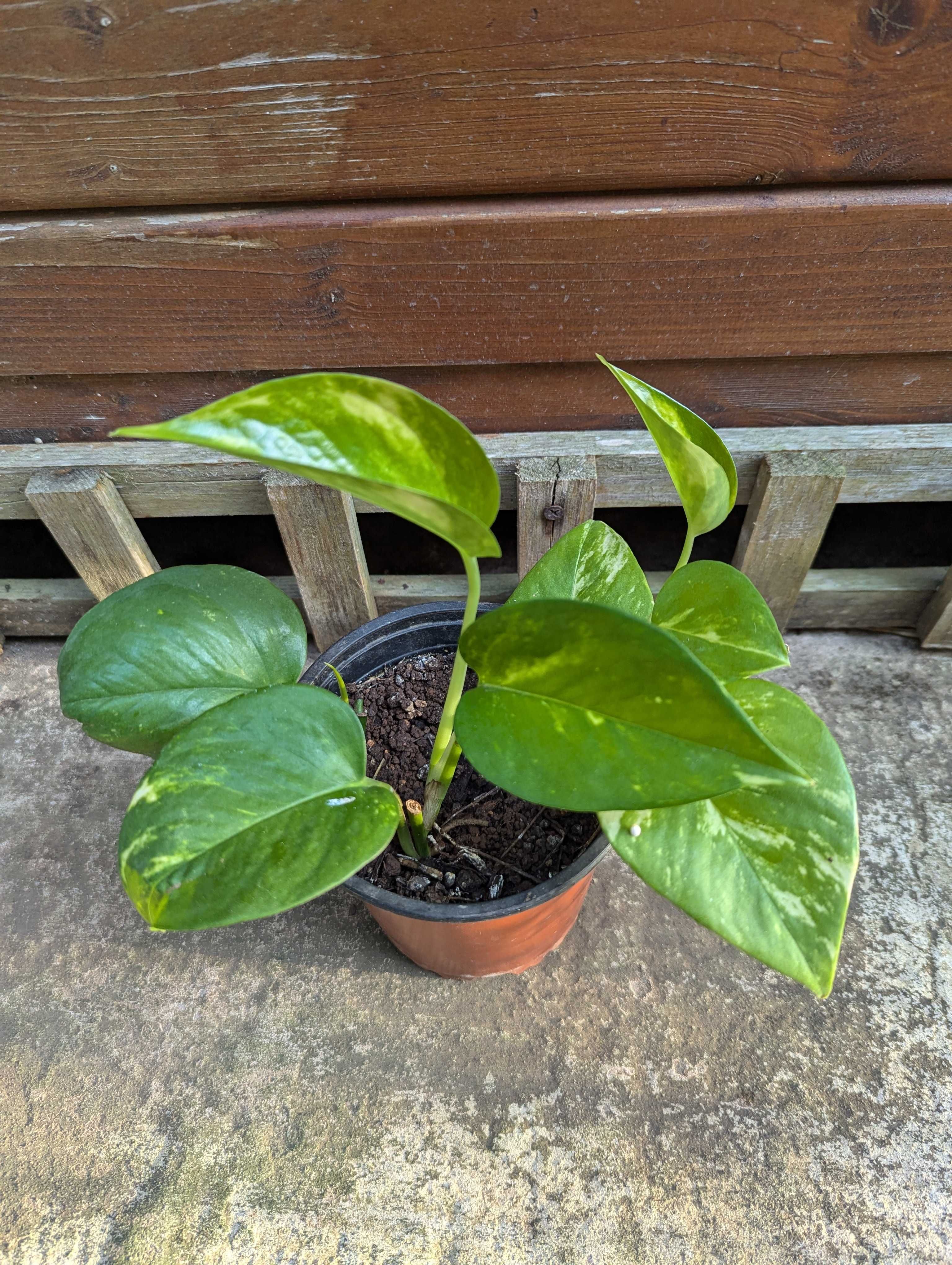 Plantas para venda! :)