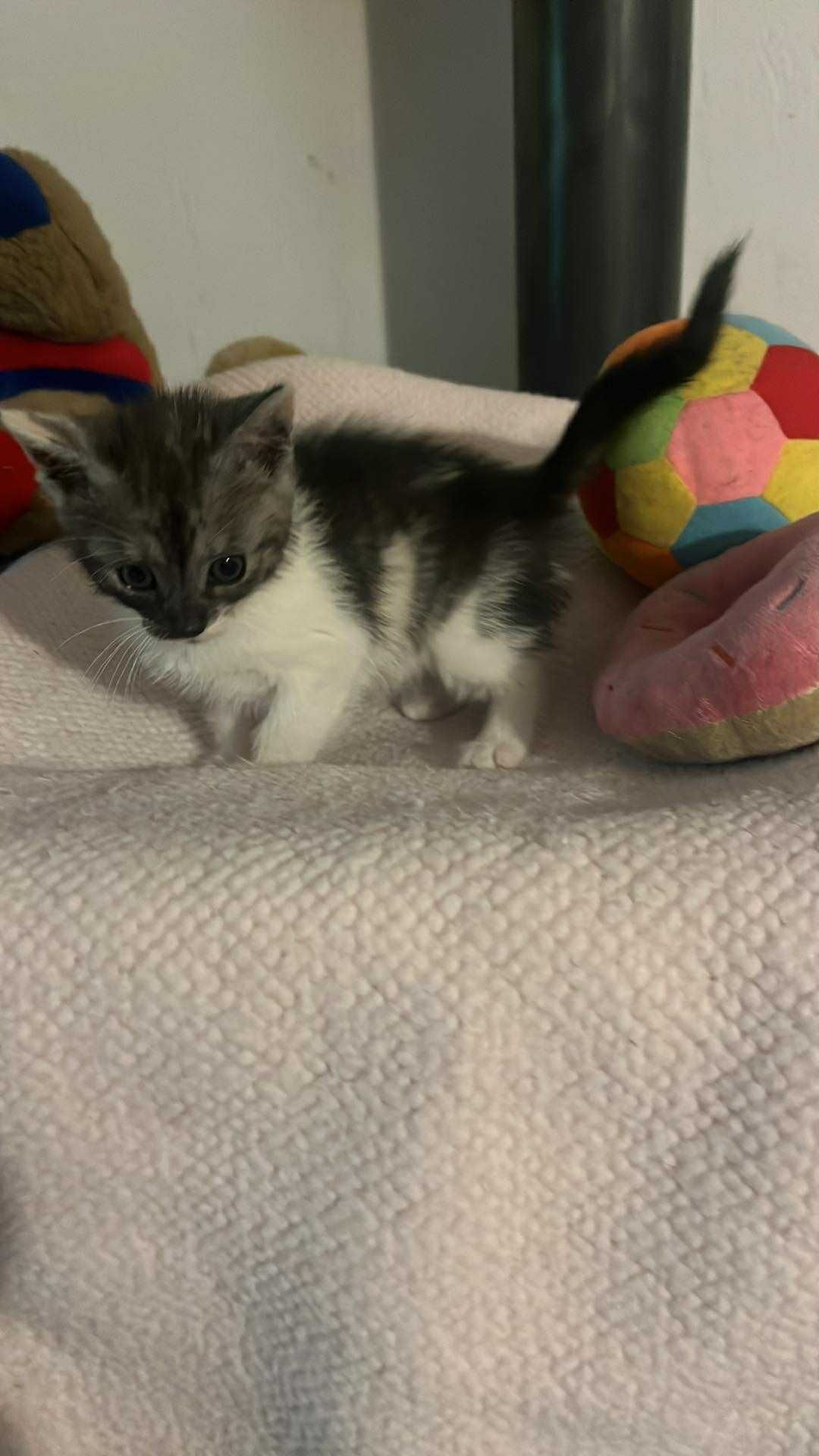 Śliczna koteczka do adopcji