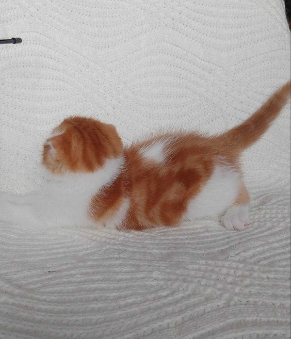 Симпатичный и харизматичный котенок-девочка породы Скоттиш Фолд. Киев