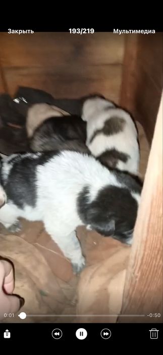 Терміново! Віддаю собачат!