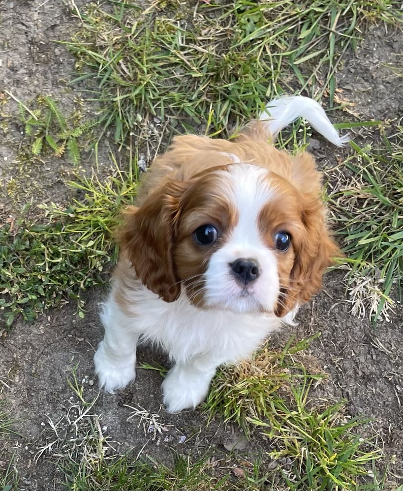 Samczyk Cavalier King Charles Spaniel