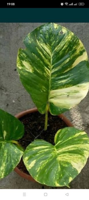 Филодендрон Florida drost var кампосторіум