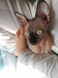 Gato Sphynx para Adoção Responsável
