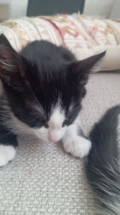 Gatinho para adoção