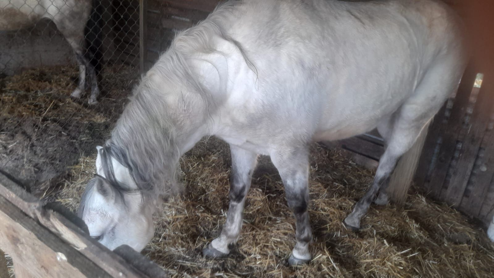 Tosquiador de mulas , cavalos,  burros