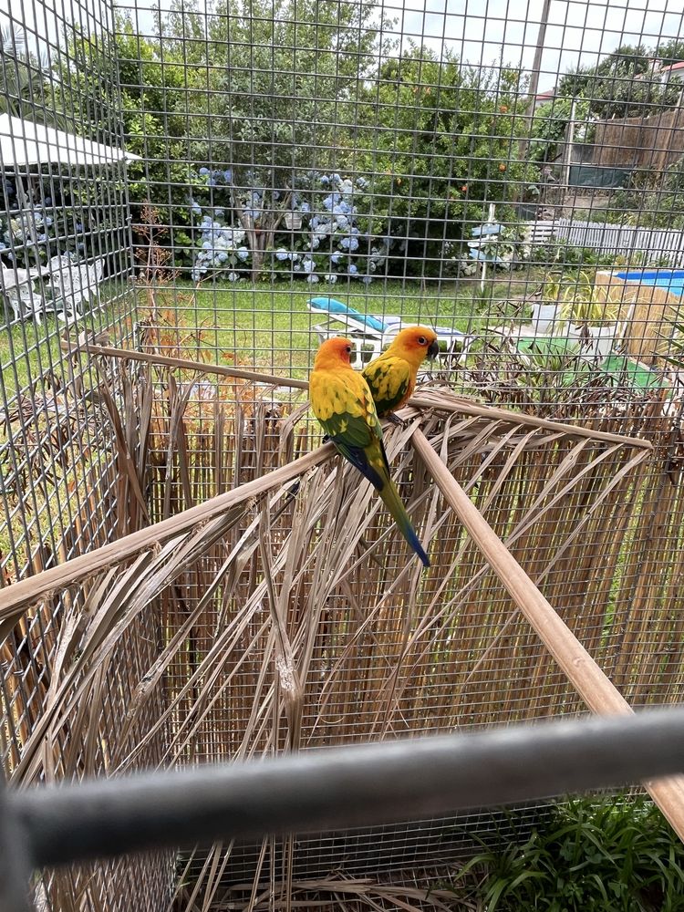 Casal de aratinga sol