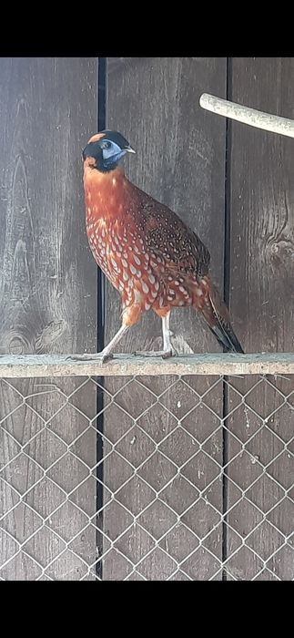 Witam sprzedam bażanty tragopan tyminek