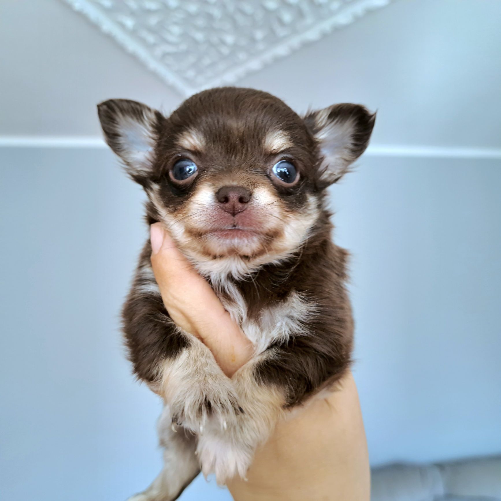 Charlie przepiękny długowłosy chłopiec Chihuahua