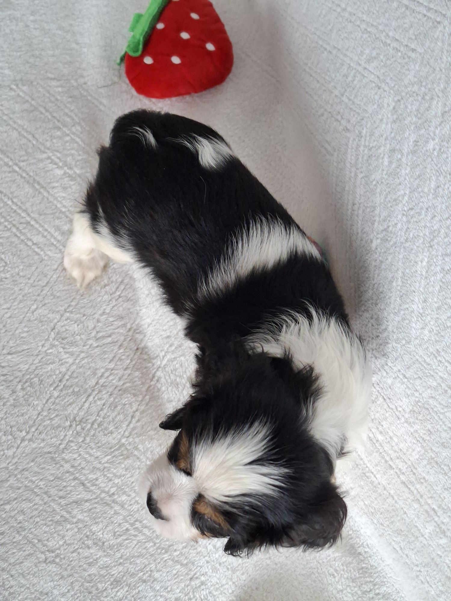 Cavalier uroczy piesek