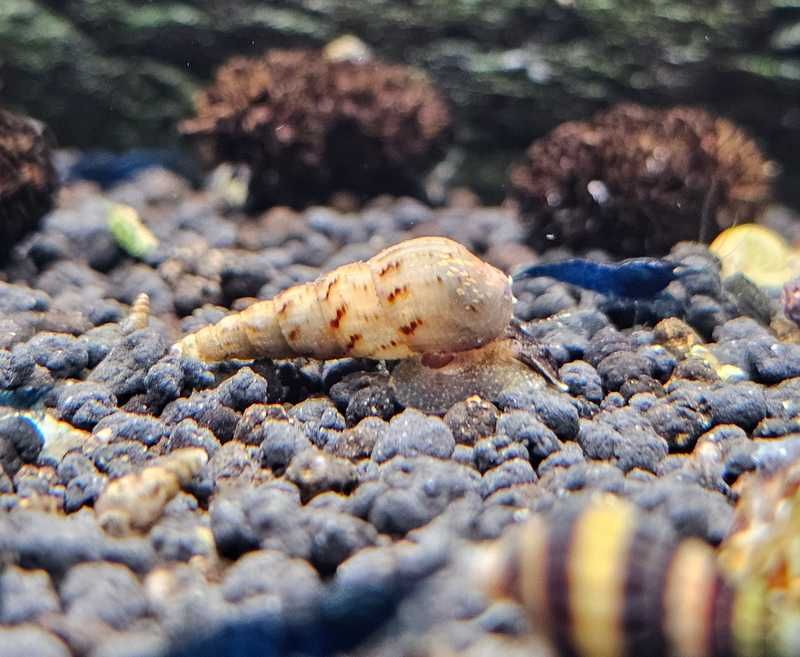 Caracol Trombeta