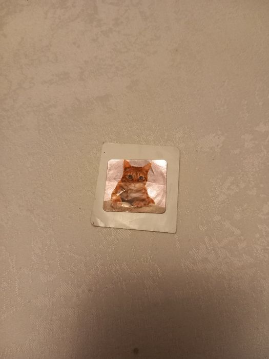 Naklejka kot i koty 2