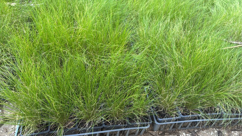 Stipa ou Nassella tenuissima