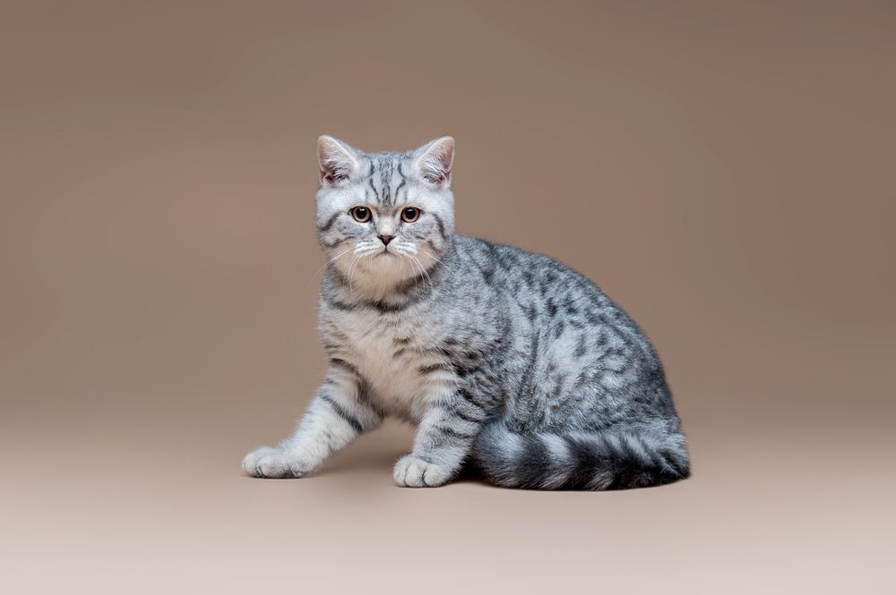 Шотландские клубные котята