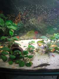 Akwarium z życiem rybami roślinami filtrem oswietleniem