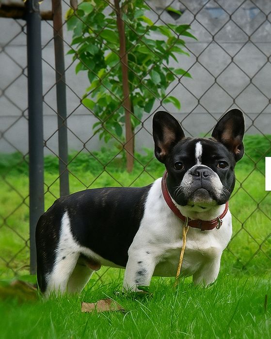 Buldog Francuski