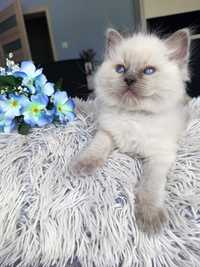 Ragdoll kocurek blue point, rasowy ,rodowodowy, FPL,FiFE