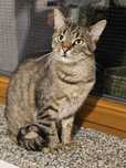 Kokos do adopcji