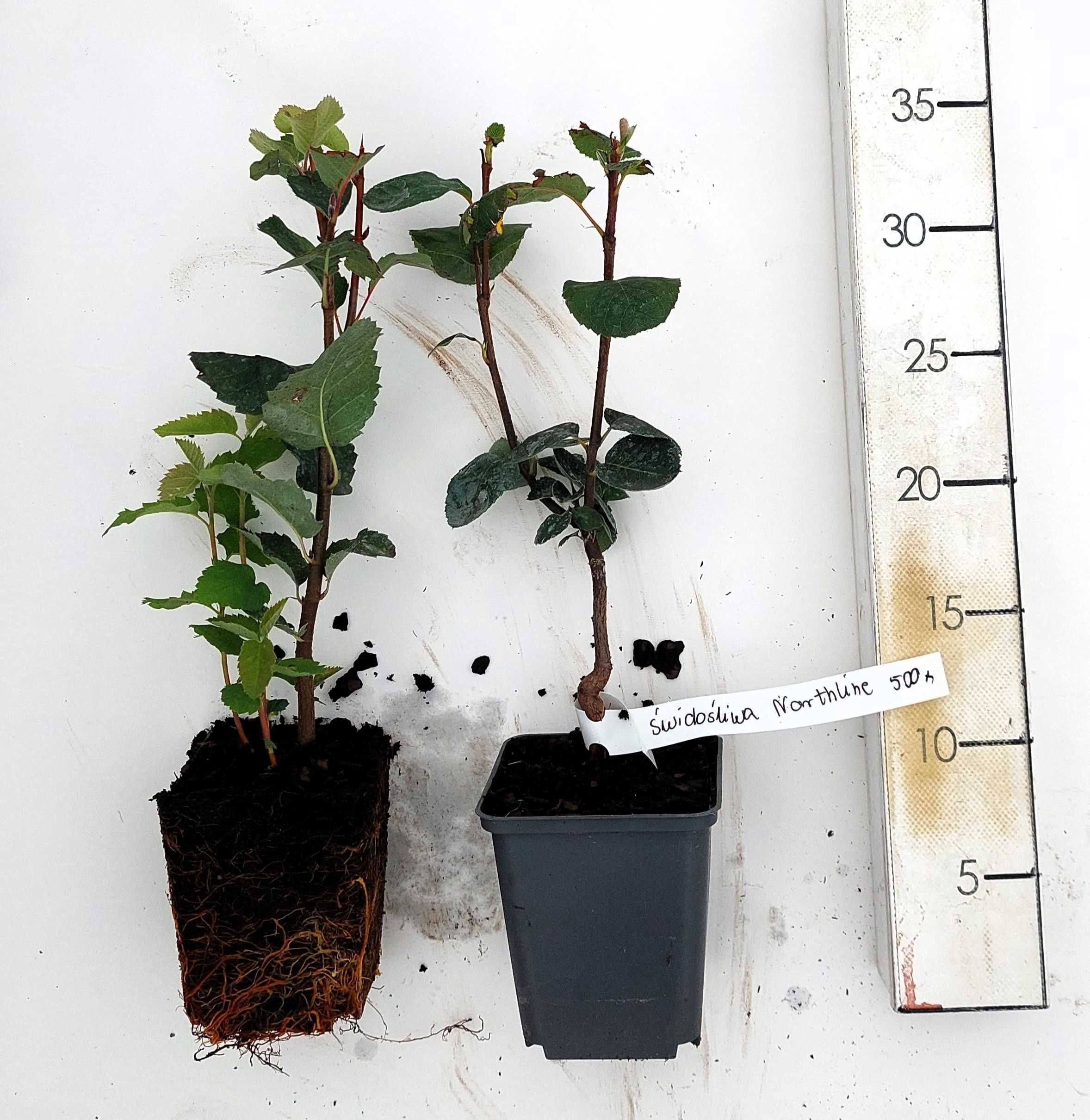 Sadzonki świdośliwy | Świdośliwa | 2-letnie | certyfikat CAC |P9