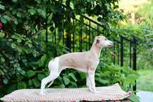 Chart angielski Whippet - rezerwacja piesek ZKwP.